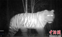 四虎视频在线观看,在线观看的激情之旅